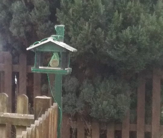 Wild flying animal offerings...