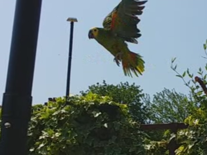 Yes, I can talk.Can you fly?