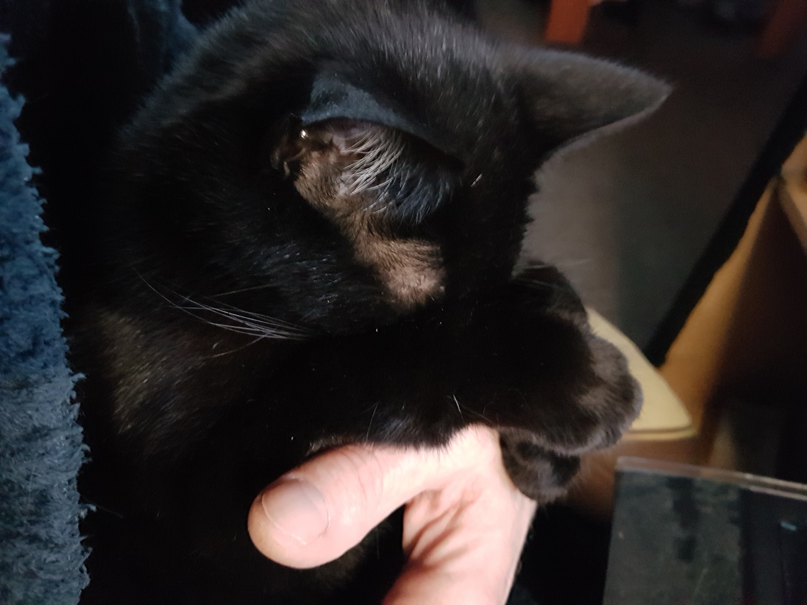 This includes feral cats...